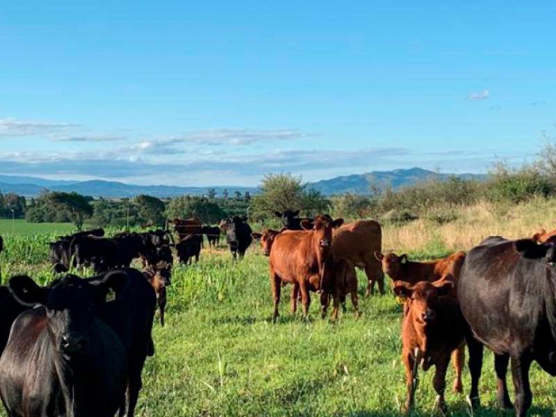 Claves en el manejo exitoso de sorgos forrajeros para pastoreo.
