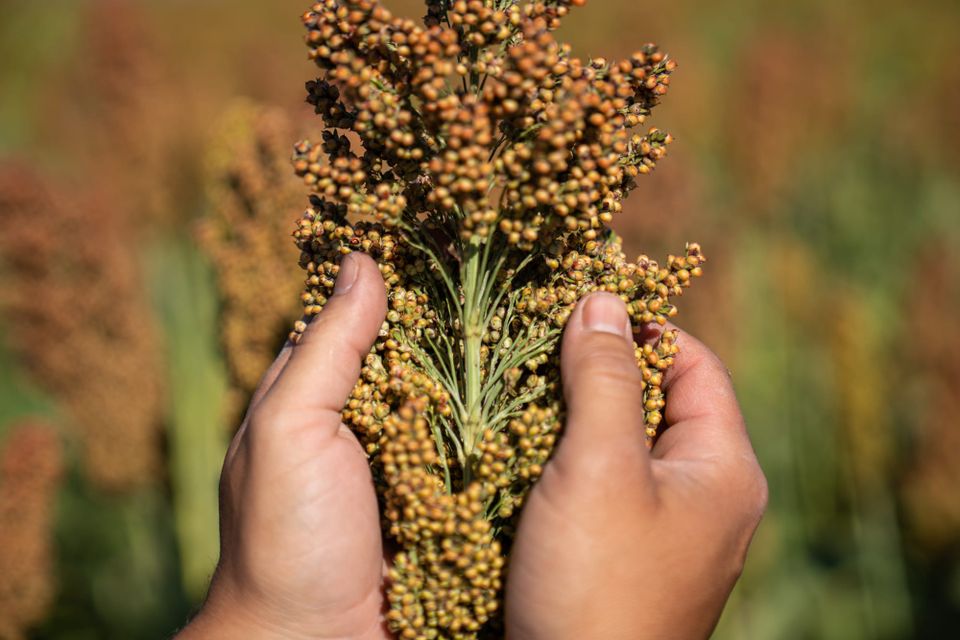 Manejo de la fertilización en Sorgo