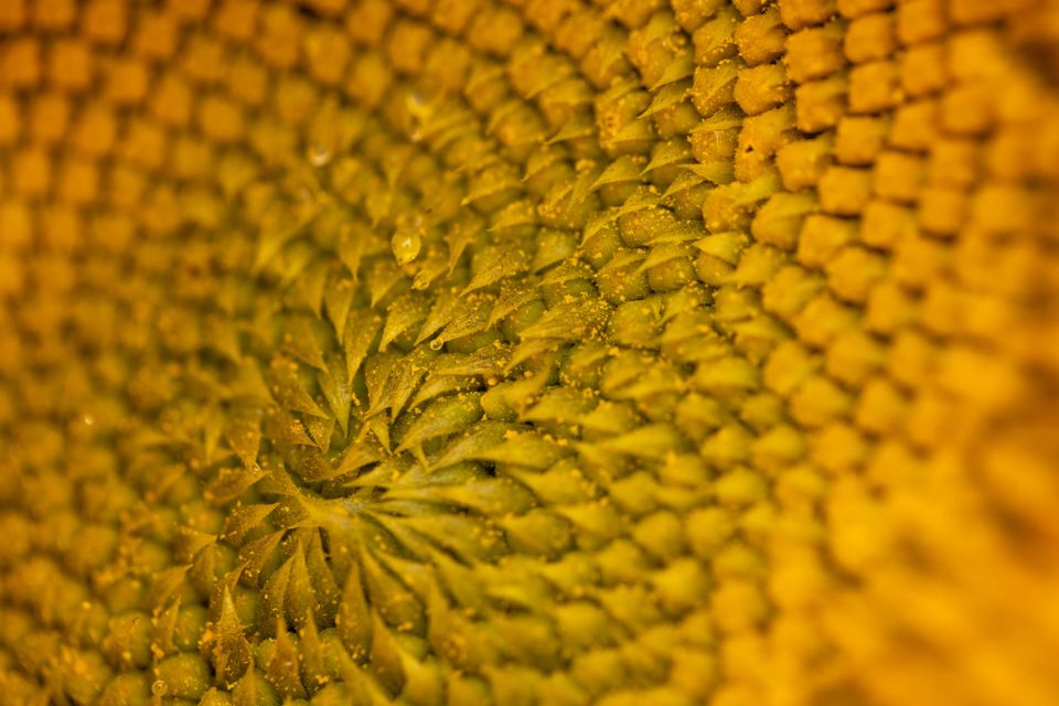 Manejo de la densidad en Girasol