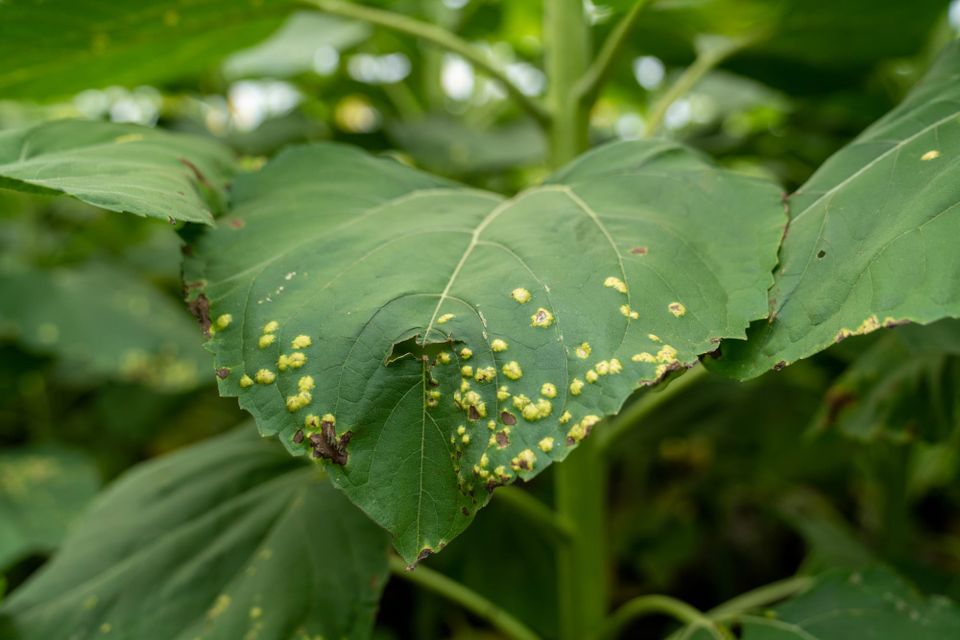 Roya blanca en el cultivo de girasol