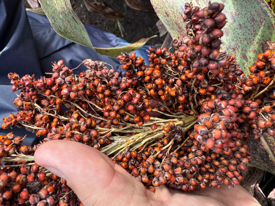 Brotado de grano en sorgo: Un hallazgo genético clave