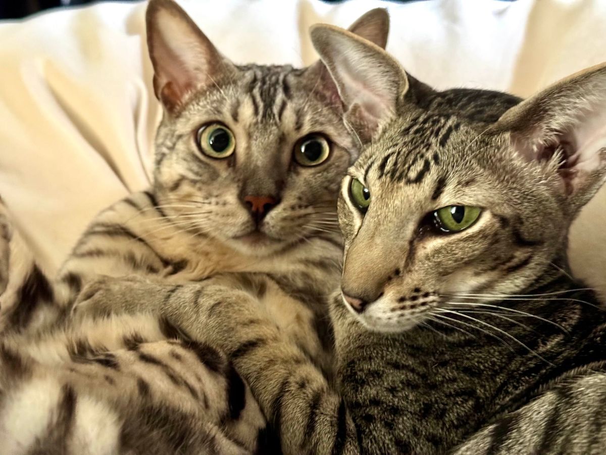 Eli and Emet