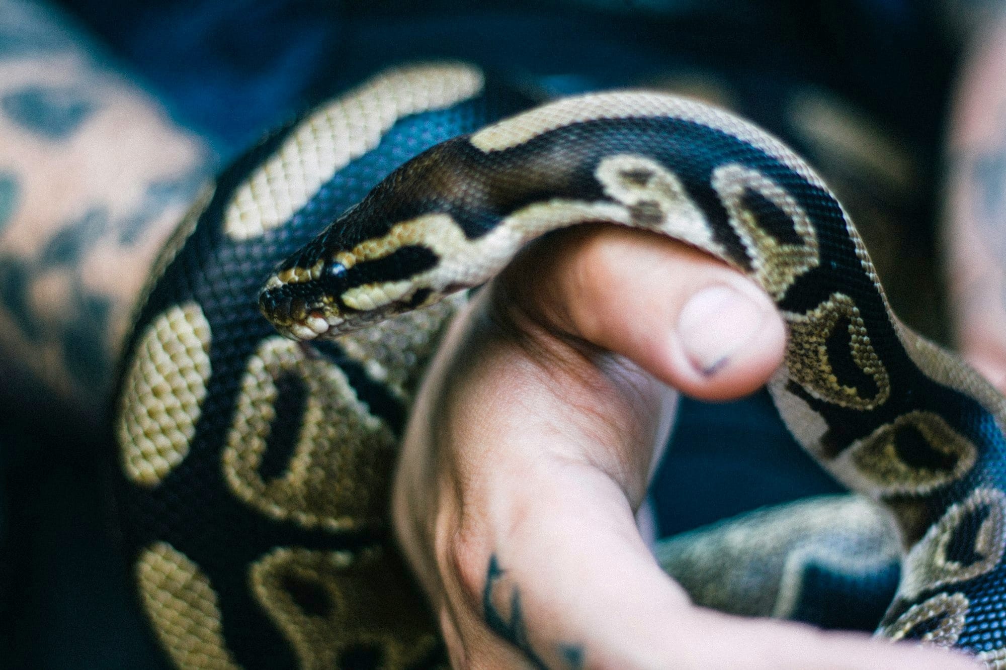reticulated python on person's hand