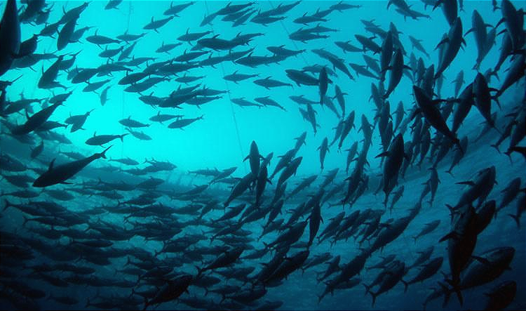 750x500-banco de peces-bajo-el-agua.jpg