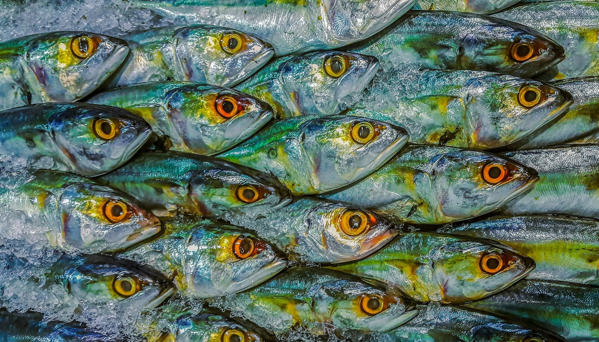 gray and yellow fish lot