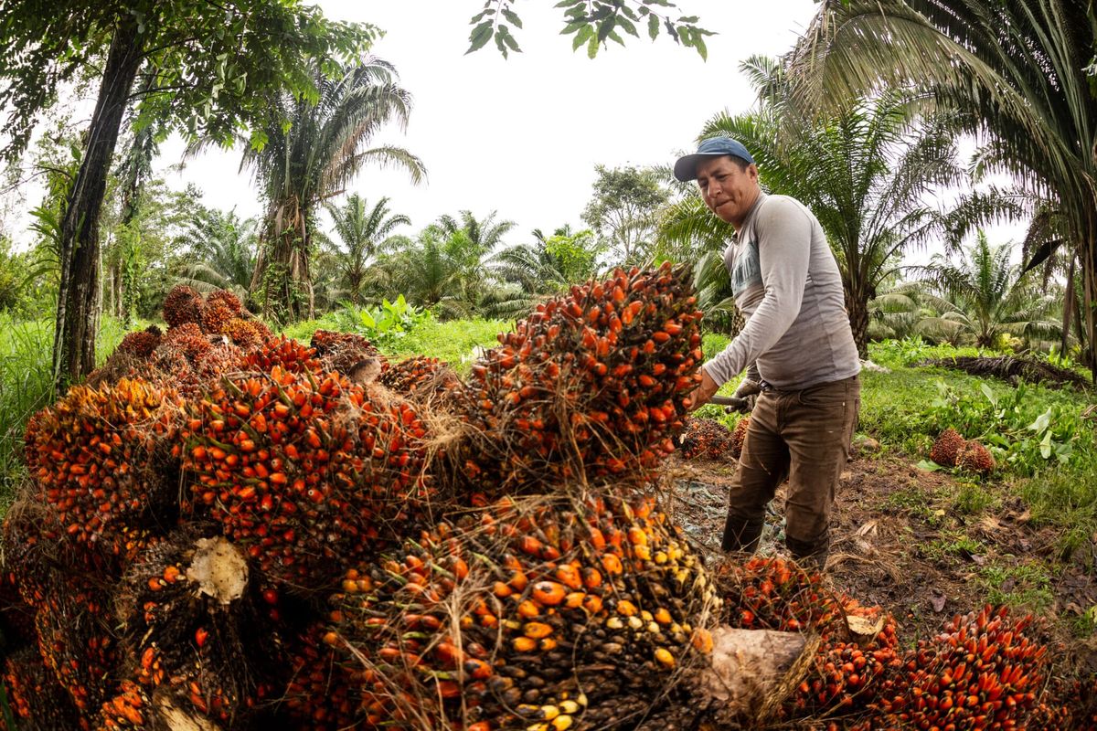 En la Amazonía norte se promueve una producción libre de deforestación