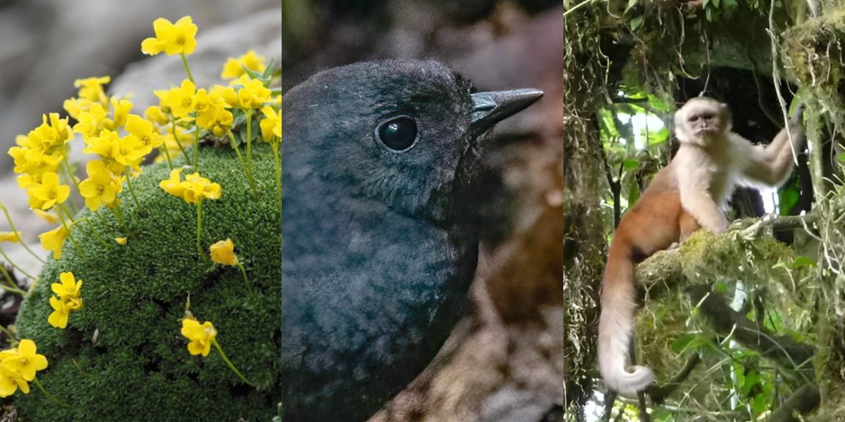 Fotos: iNaturalistEC, eBird, World Land Trust.