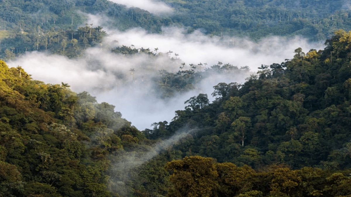 Autoridades no hacen cumplir la consulta sobre el Chocó Andino