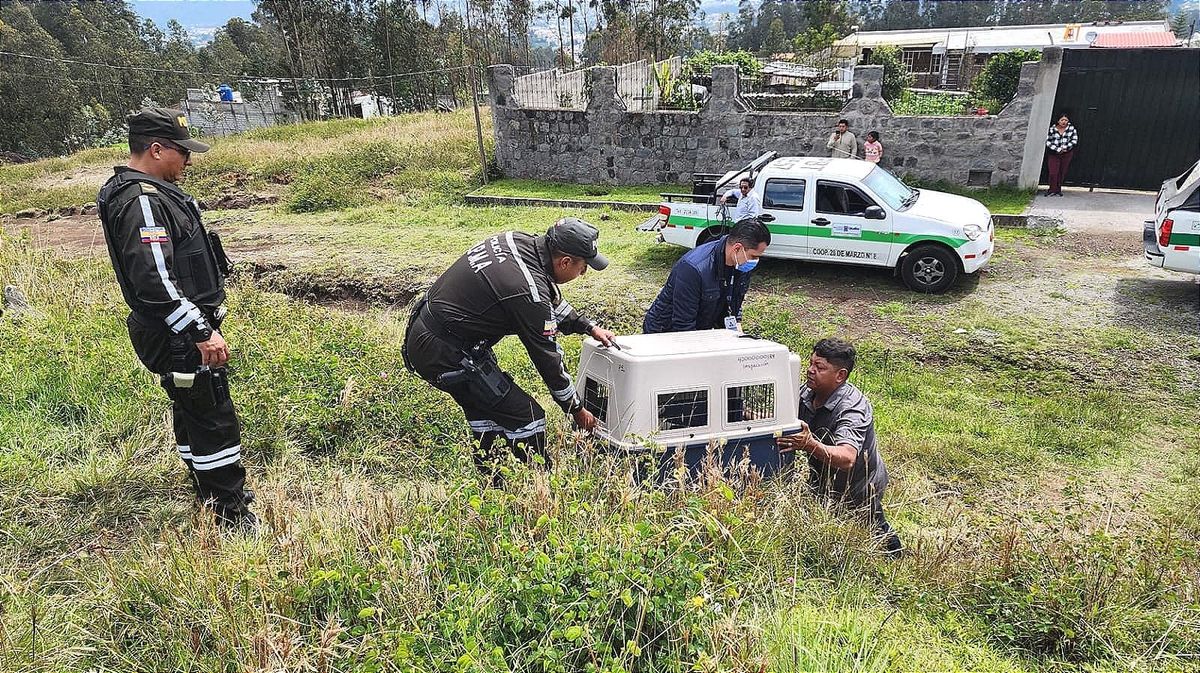 Mujer de 94 años herida por  "perro de compañía callejizado" en Conocoto falleció