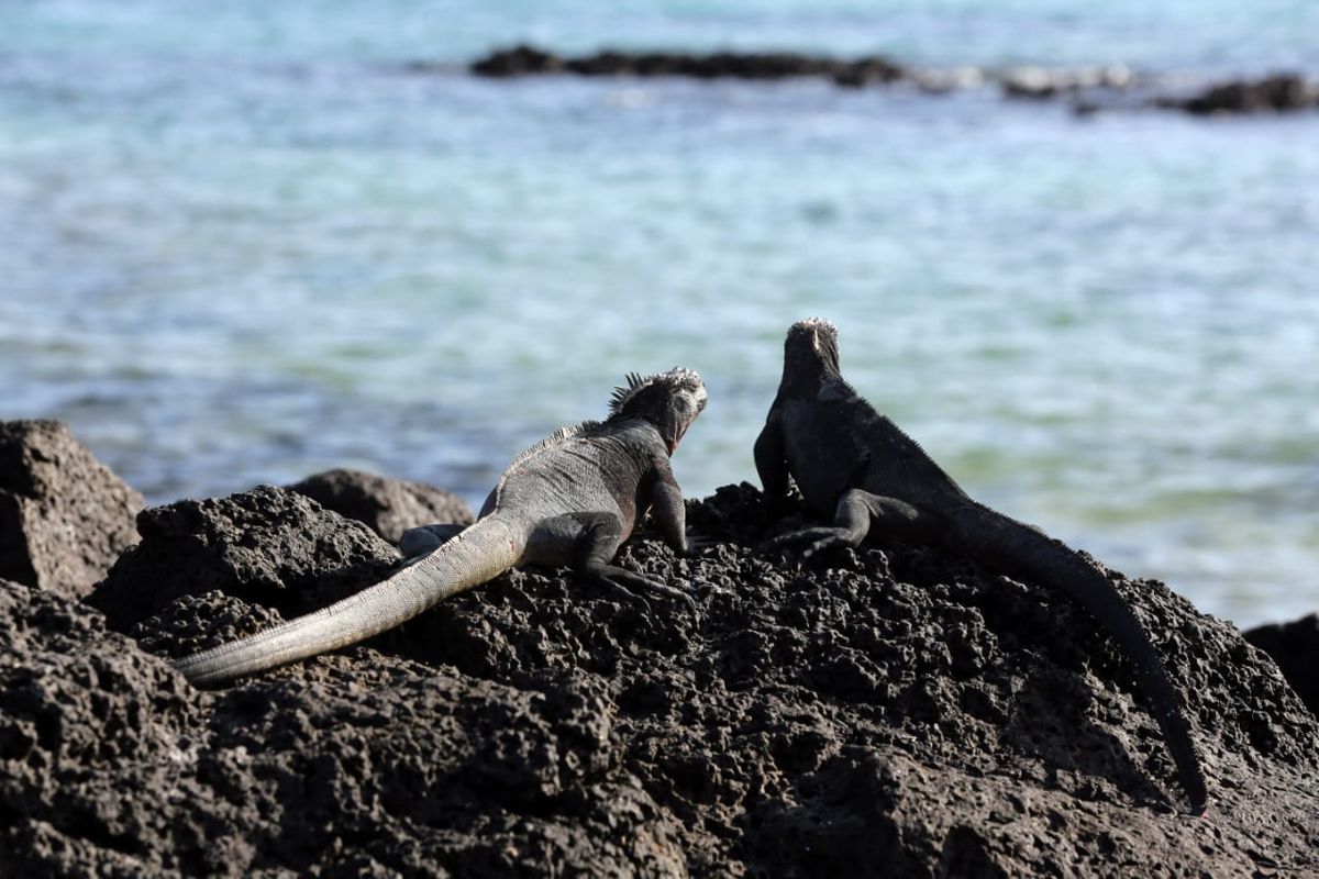 Estos son los desafíos de la Reserva Marina Hermandad