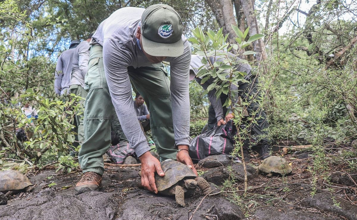 170 tortugas gigantes juveniles volvieron a su hogar en la Isabela