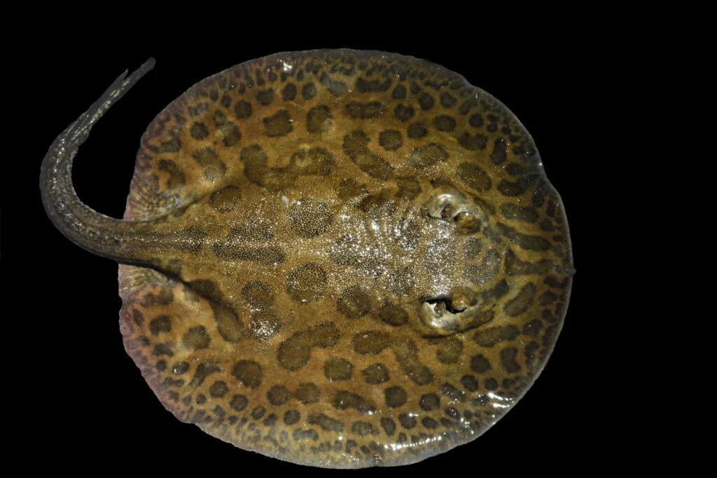 458 especies de peces de agua dulce habitan en el Parque Yasuní