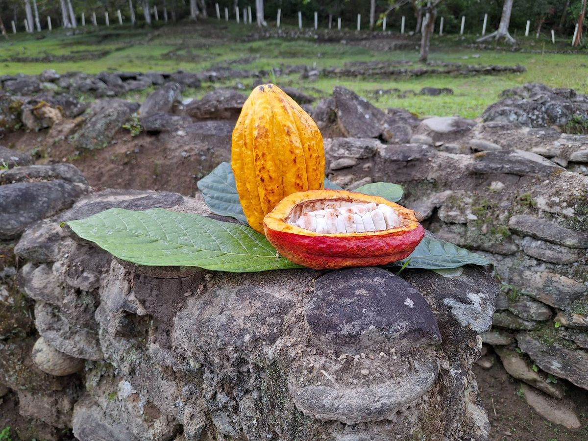 El cantón Palanda, epicentro del cacao más antiguo del mundo