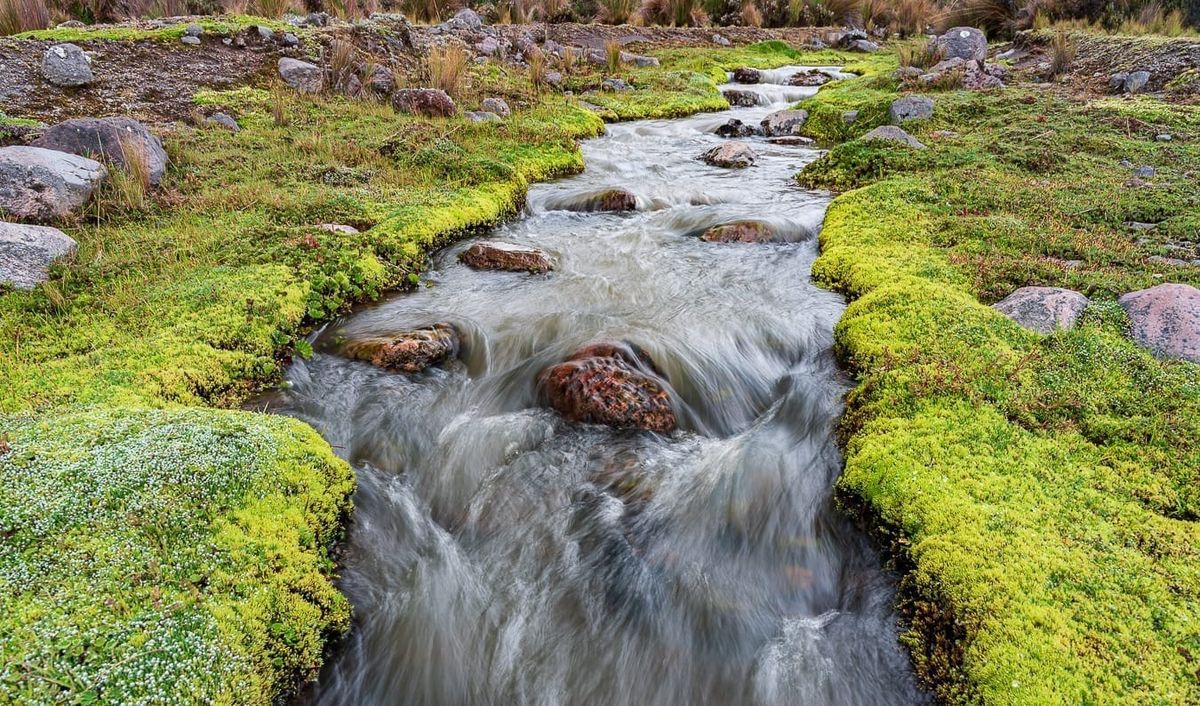 Por qué urge proteger el páramo, un ecosistema único en el mundo
