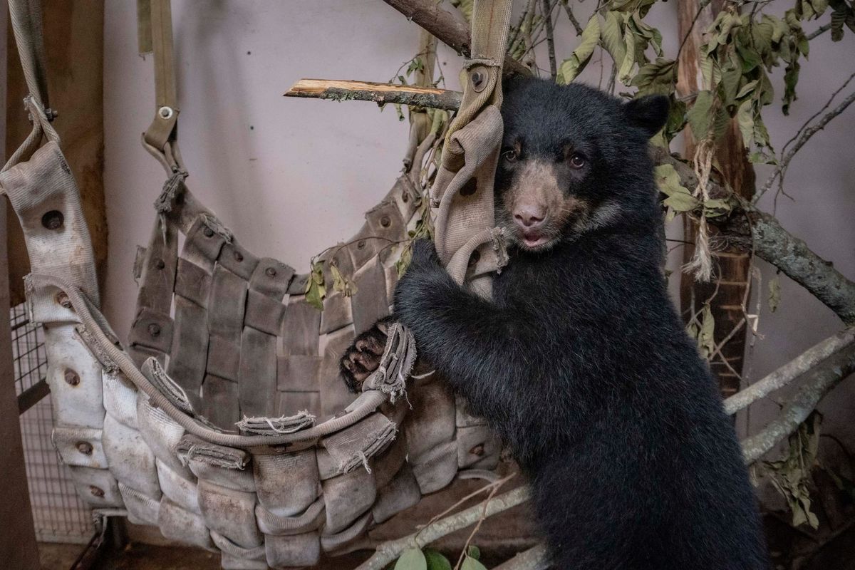 En el Zoológico de Quito se levanta un nuevo hábitat para Sisa