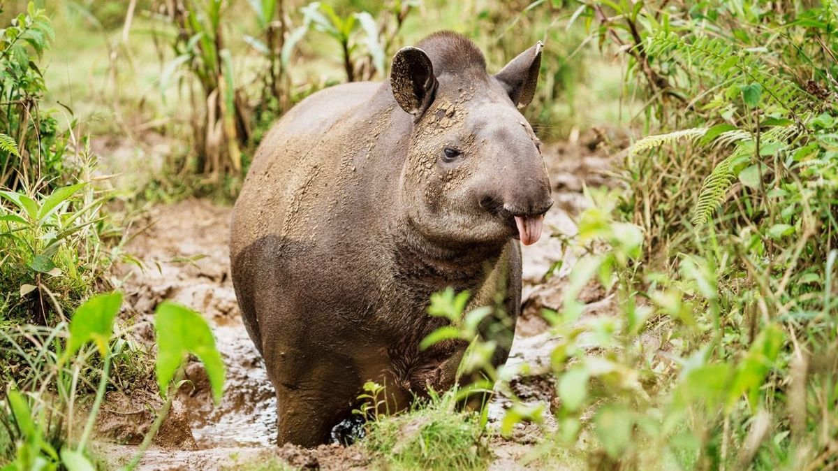 Áreas protegidas se unen y se amplían con el cuarto Corredor