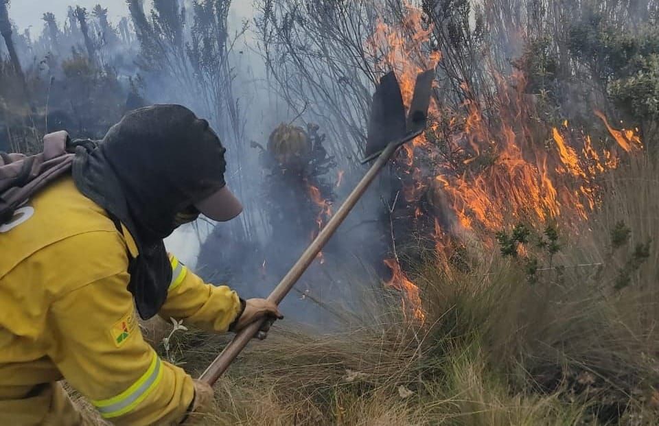 Incendios forestales destruyen los mayores sumideros de carbono