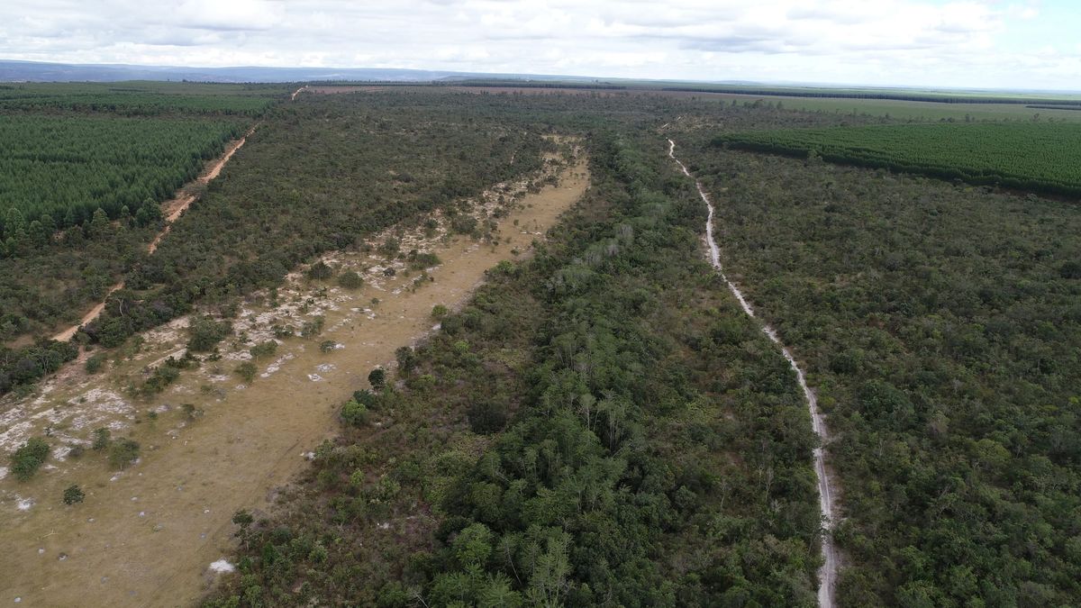 Bonos de carbono en Colombia y Brasil: quién gana y quién pierde
