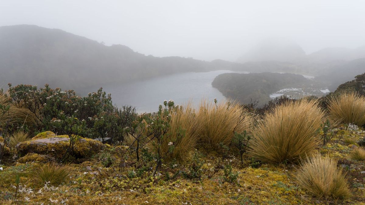 ¿Minería o agua? El dilema en los páramos andinos