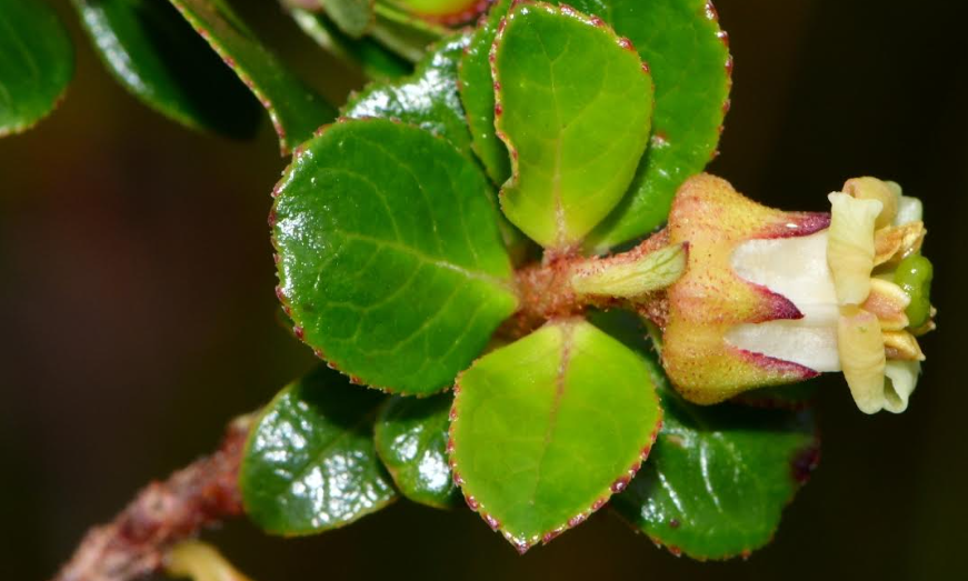 37 plantas nativas preservadas por cinco viveros, en un catálogo