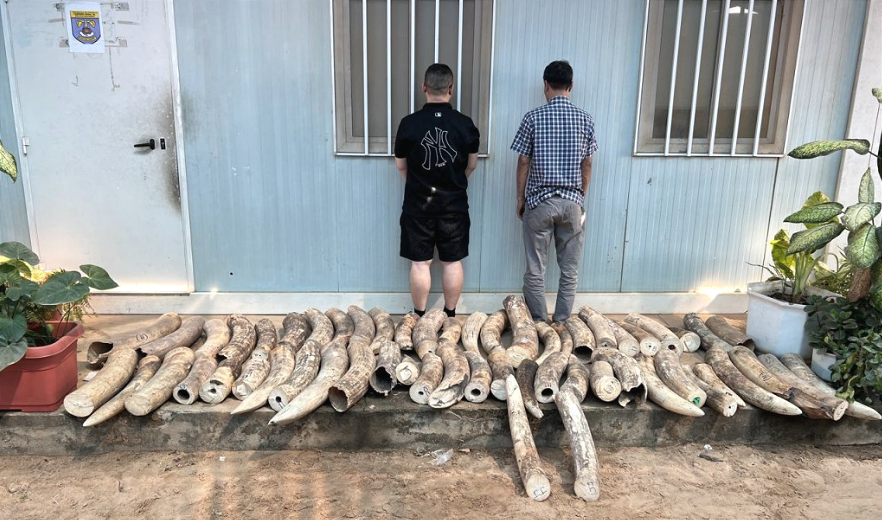 30.000 animales vivos fueron recuperados en operativo global