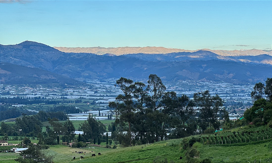Ocho provincias andinas producen rosas; el 20% es informal