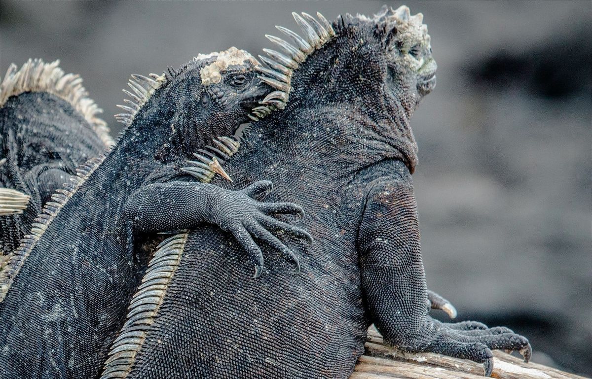 El canje de deuda externa para Galápagos ya rinde resultados