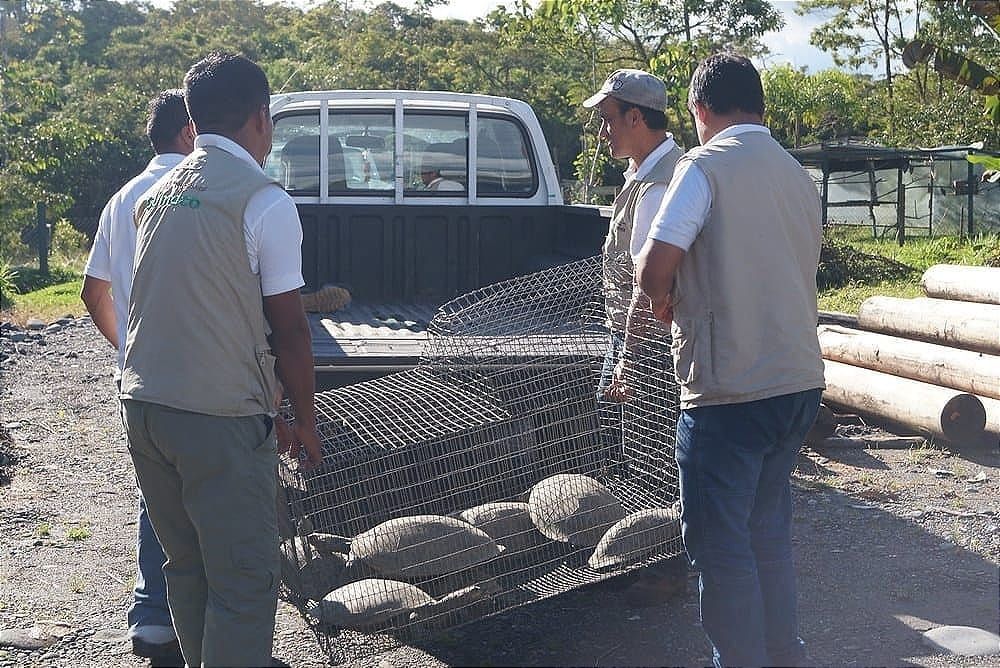 Rescates de fauna bajan en Ecuador, pero persiste el tráfico ilegal