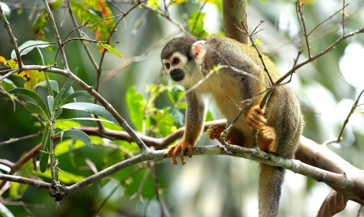Ecuador ya tiene el mapa completo de sus humedales amazónicos