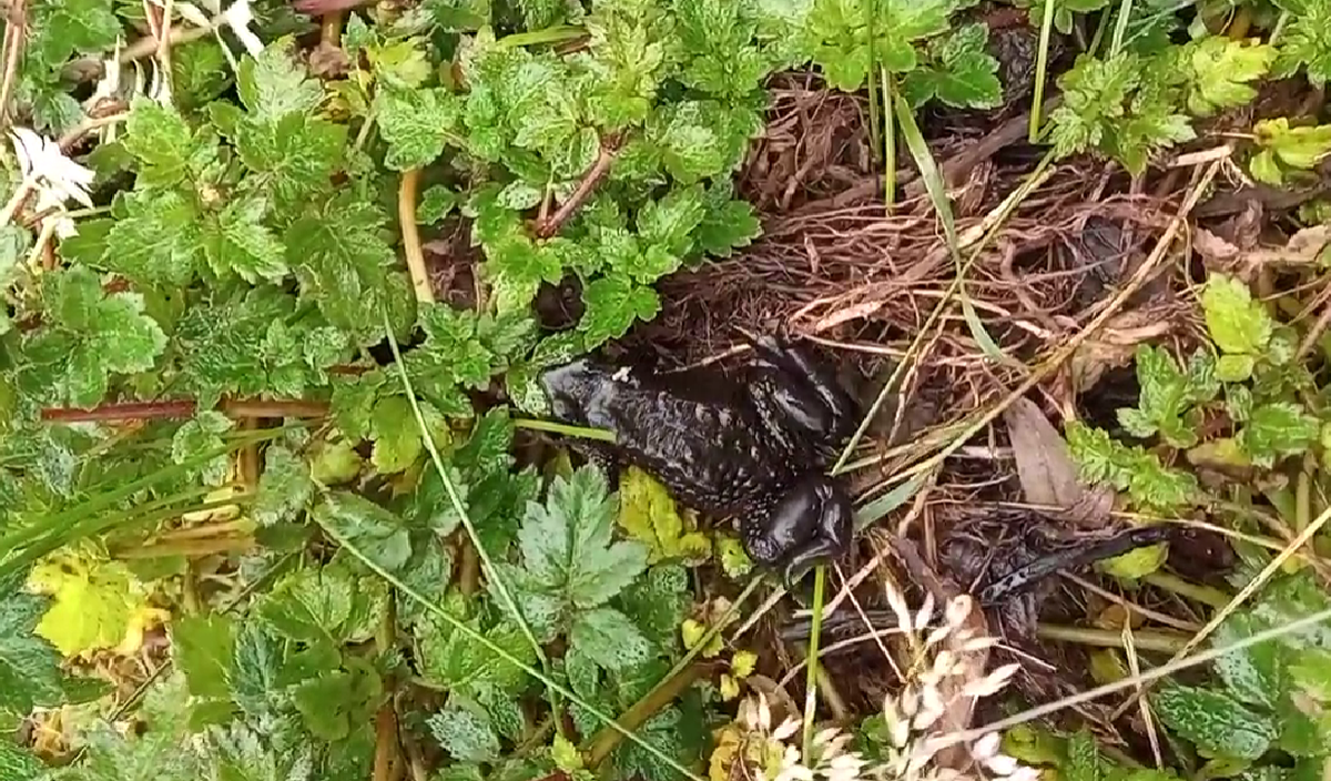 El sapo Jambato sigue en riesgo pese a dos decisiones judiciales