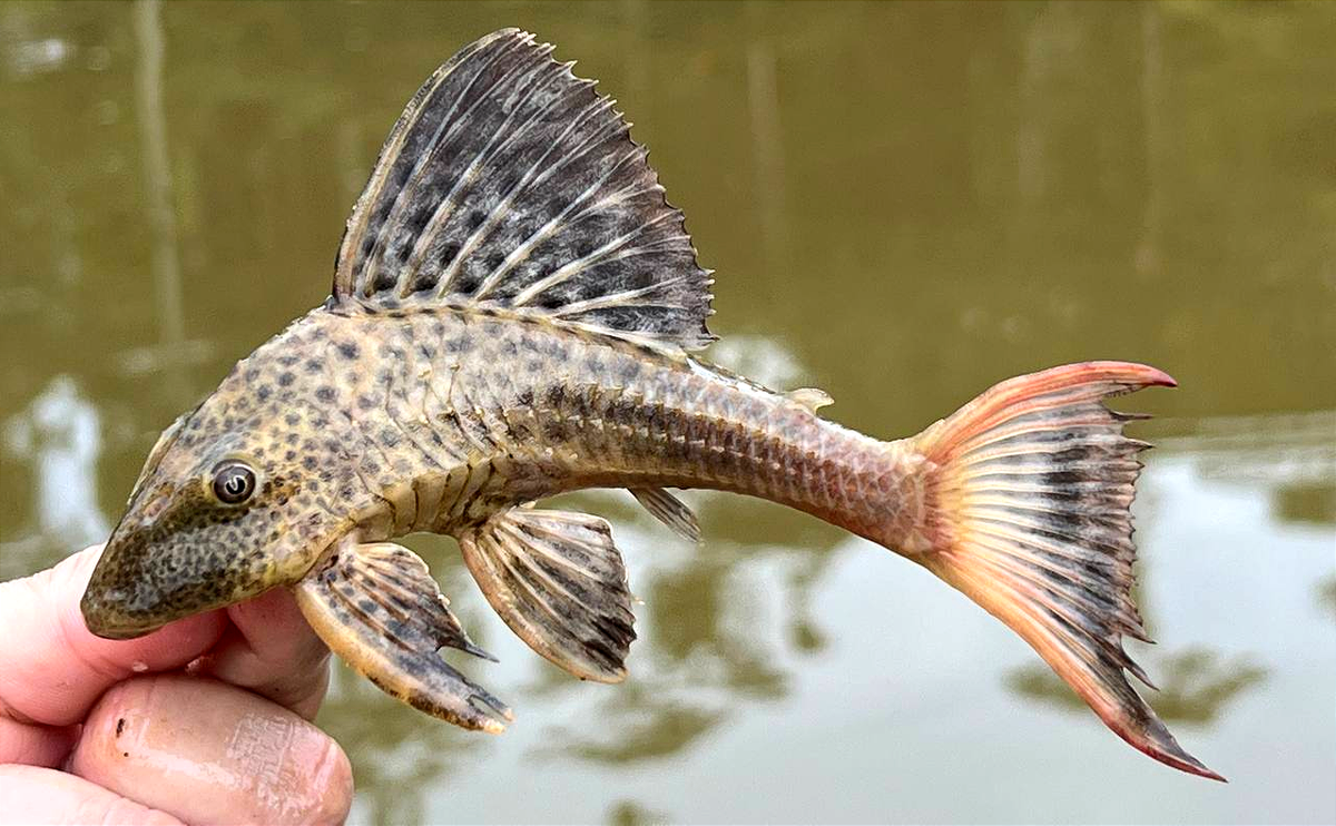 118 especies de peces en primera fase exploratoria del río Conambo