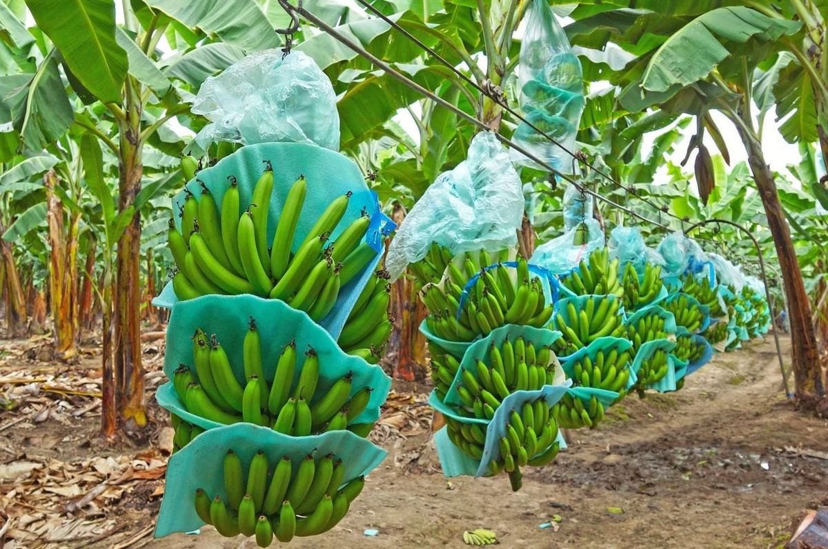 El uso de fertilizantes en el banano creció 26% en Ecuador