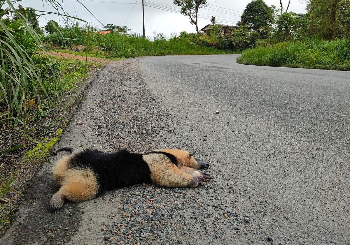 El venado de Loja revela la realidad de la fauna atropellada en Ecuador