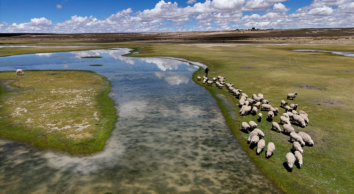 Bolivia: manos que siembran para conservar los bofedales andinos