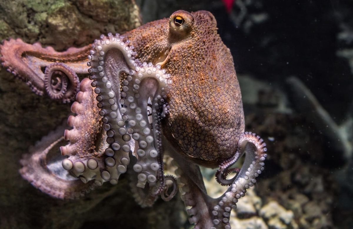 Animales que sienten: un cambio en los criterios de  sostenibilidad