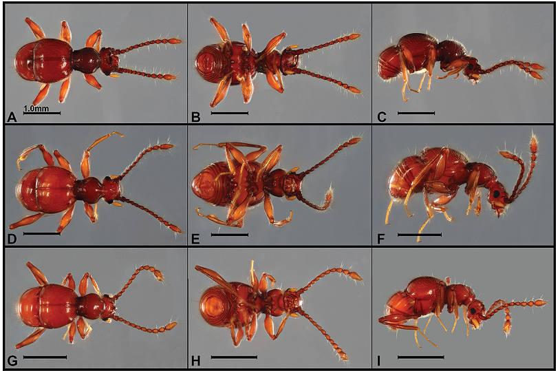 Ecuador comienza a conocer su gran diversidad de escarabajos