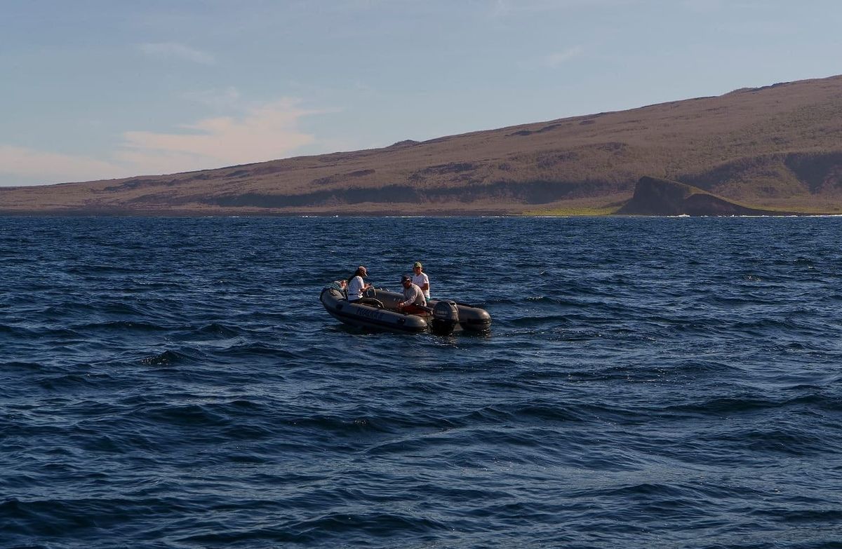 Búsqueda de ballenas azules revela cambios oceánicos en Galápagos