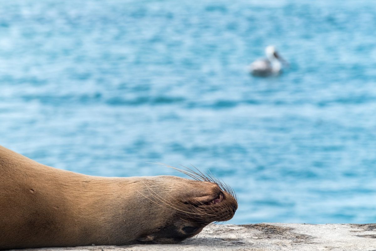 Islas Galápagos