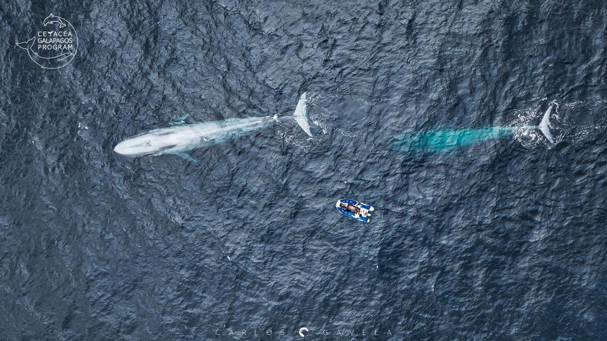Ballenas en Galápagos