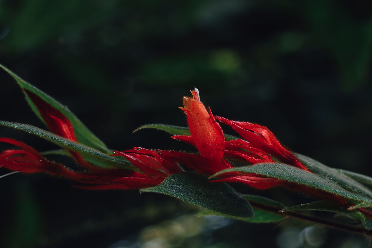 12 nuevas especies de flores fueron descubiertas en el Chocó Andino