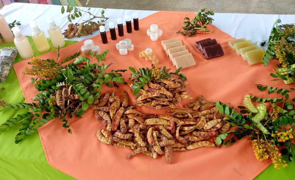 Exportación de guarango desde Carchi e Imbabura