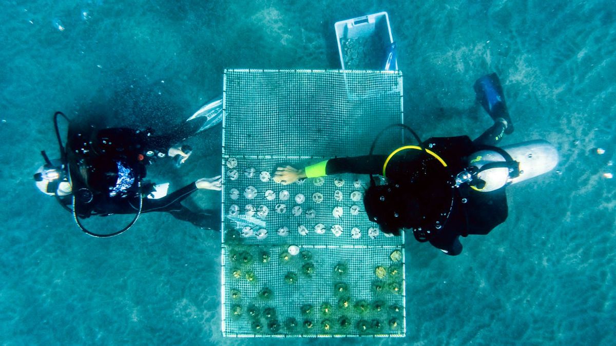 Los investigadores crearon un vivero para cultivar corales. Cortesía Conmar