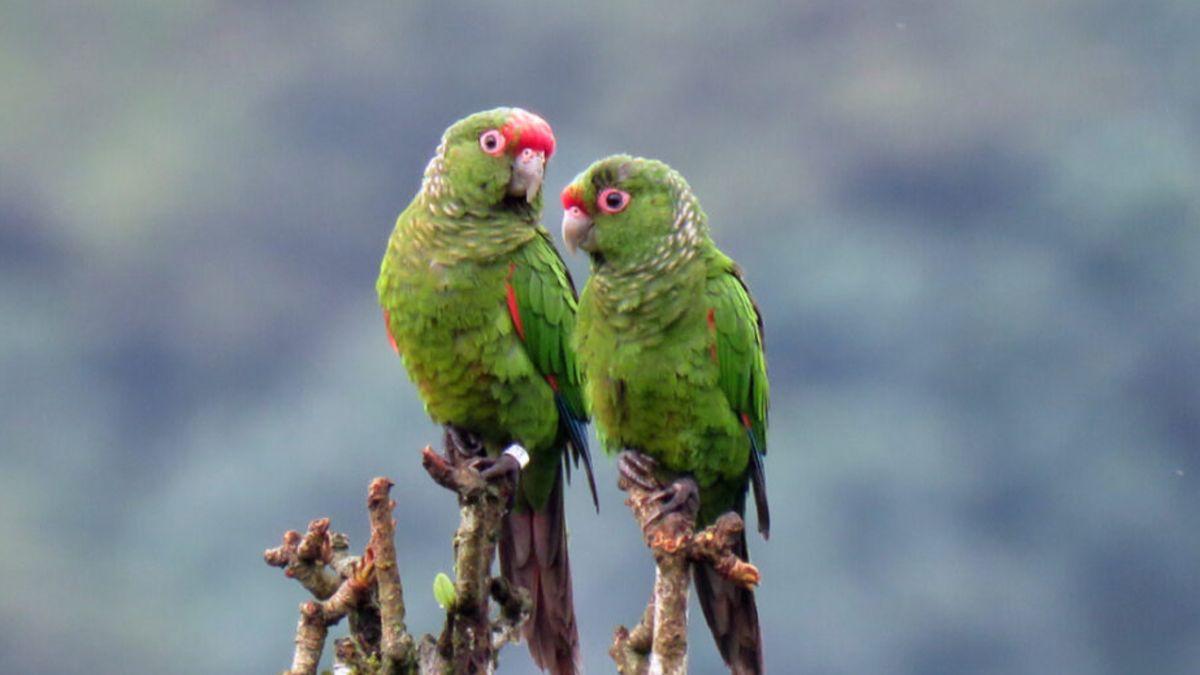 El perico de Orcés, en la Reserva Buenaventura. Foto: Michael Moens