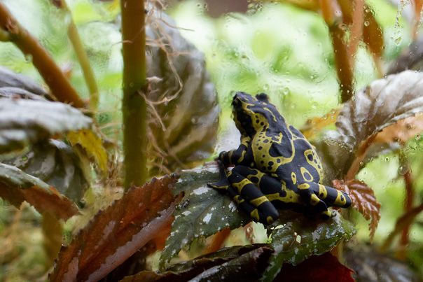 Un anfibio en la exposición Wikiri Sapoparque. Foto: Alfredo Lagla