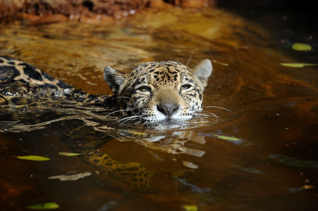 Los jaguares habitan desde Estados Unidos hasta Argentina. Foto_ Cortesía Julie Larsen Maher / WCS