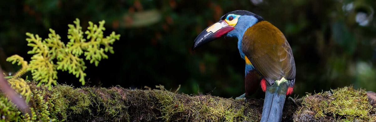 Tucán Andino, una de las especies emblema de Mindo.