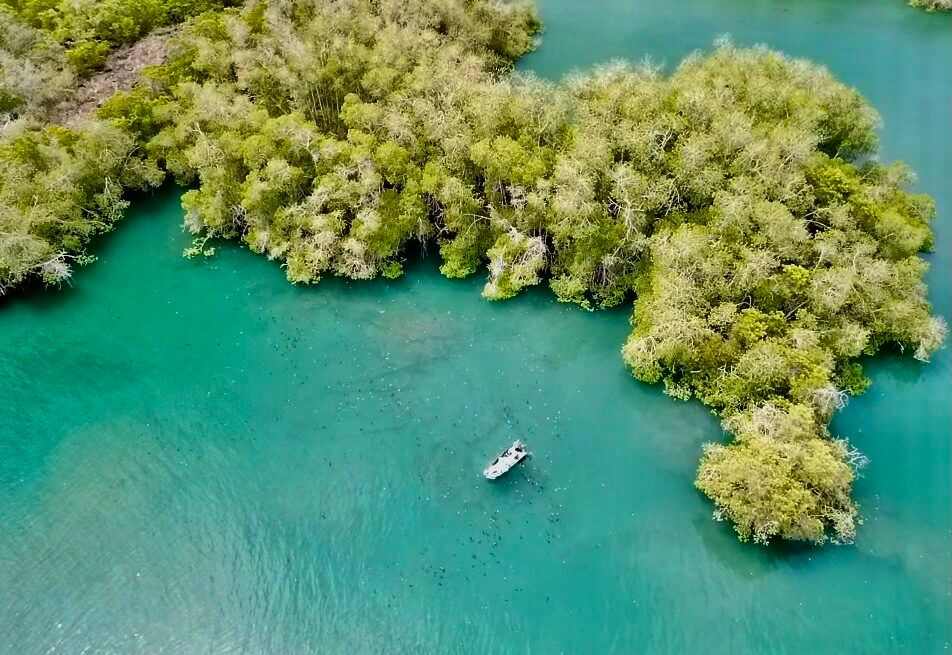 Guardería tiburones martillo en Isla Isabela
