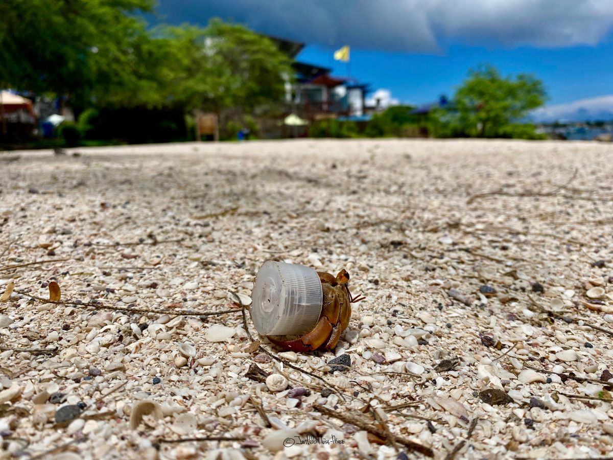 El cangrejo ermitaño ahora se cubre con tapas de plástico. Foto: cortesía Juan Pablo Muñoz Pérez