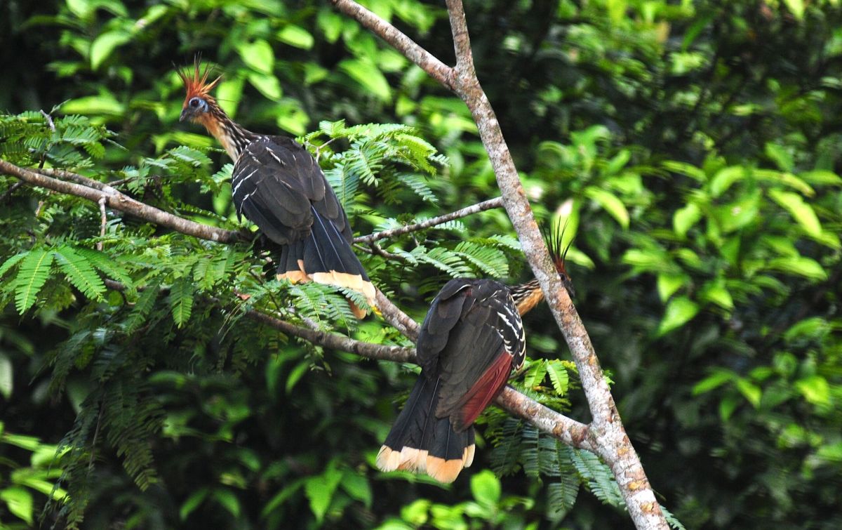 BIOCORREDOR AMAZÓNICO