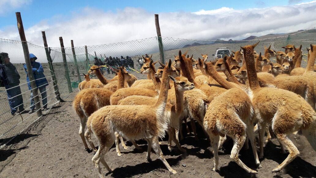 Vicuñas en la Reserva de Producción de Fauna Chimborazo